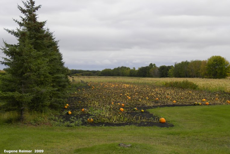 IMG 2009-Oct04 at Pumpkin patch near St-Adolphe:&nbsp; Pumpkin (Cucurbita sp) many
