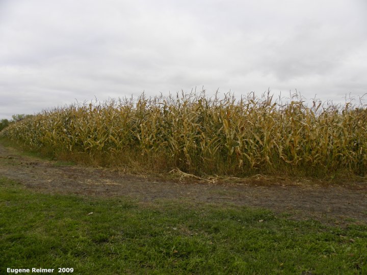 IMG 2009-Oct04 at Maize maze near St-Adolphe:  Maize (Zea mays) field of corn