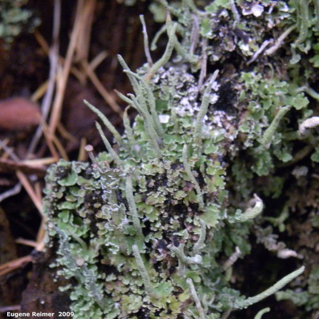 IMG 2009-Oct31 at Birds Hill Park:  Moss (Bryophyta sp) + Lichen (Lecanorales sp) closer
