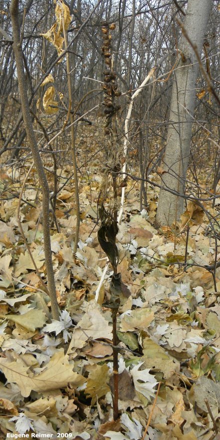 IMG 2009-Nov19 at St-Vital Park:  Broad-leaved helleborine (Epipactis helleborine) plant with pods