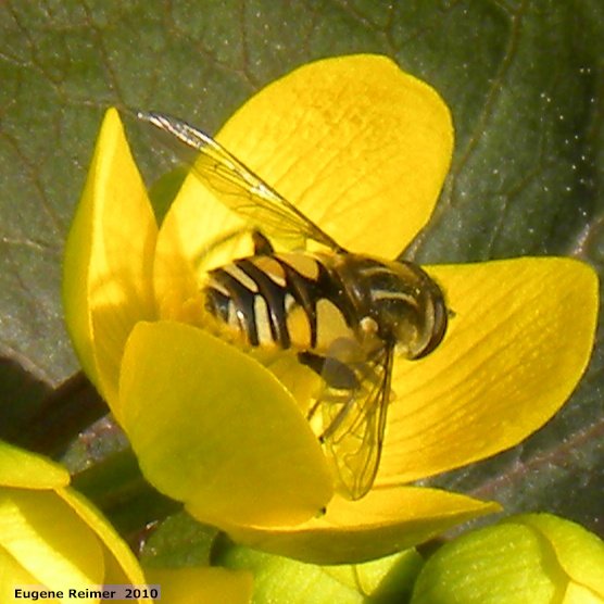IMG 2010-May09 at Blumenort MB:  Syrphid-fly (Syrphidae sp) on Marsh marigold (Caltha palustris) closer