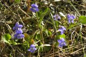 Early blue violet=Viola adunca: clump