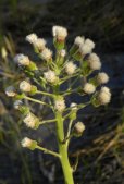 Arrow-leaved coltsfoot: early seed-stage