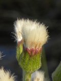 Arrow-leaved coltsfoot: early seed-stage closeup