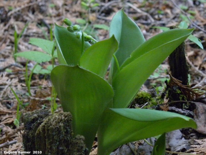 IMG 2010-May18 at Sandilands Selective Cutting site:  Blue-bead lily (Clintonia borealis) in bud