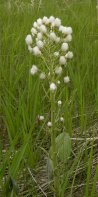 Arrow-leaved coltsfoot: seed stage