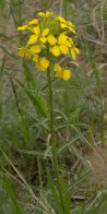 Wallflower mustard=Erysimum cheiranthoides: plant
