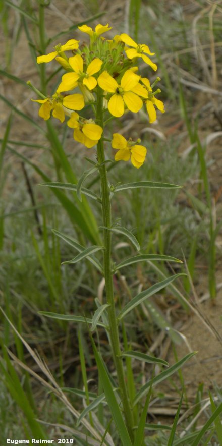 IMG 2010-May22 at Portage Sandhills:  Wallflower mustard (Erysimum cheiranthoides) plant