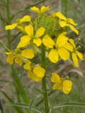 Wallflower mustard=Erysimum cheiranthoides: flowers