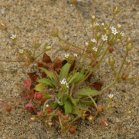 Pygmyflower rockjasmine=Androsace septentrionalis: plant