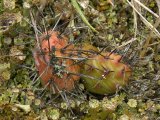 Plains prickly-pear-cactus=Opuntia polyacantha: with pixie-cup lichen
