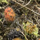 Plains prickly-pear-cactus=Opuntia polyacantha: with leaf-lichen
