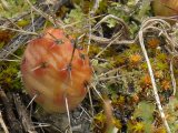 Plains prickly-pear-cactus=Opuntia polyacantha: