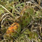 Plains prickly-pear-cactus=Opuntia polyacantha: