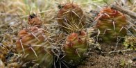 Plains prickly-pear-cactus=Opuntia polyacantha: many