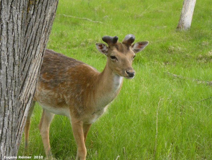 IMG 2010-May22 at Portage la Prairie:  Fallow deer (Dama dama)