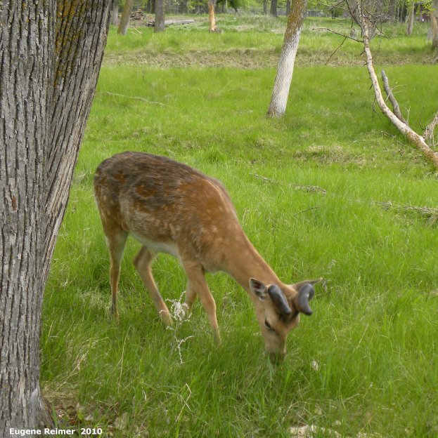 IMG 2010-May22 at Portage la Prairie:  Fallow deer (Dama dama)