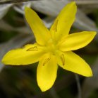 Yellow stargrass=Hypoxis hirsuta: flower