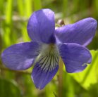 Early blue violet=Viola adunca: flower