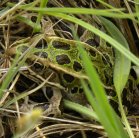 Northern leopard frog=Rana pipiens?: