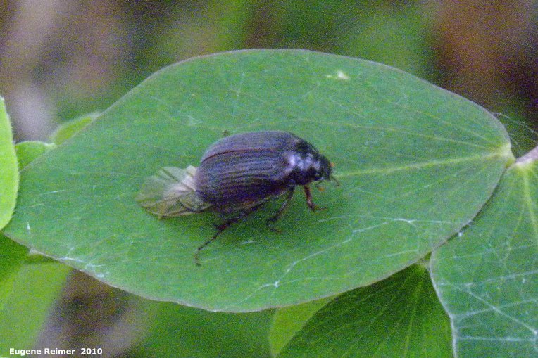 IMG 2010-Jun03 at Hadashville Ski Trails:  unidentified Beetle (Coleoptera sp)