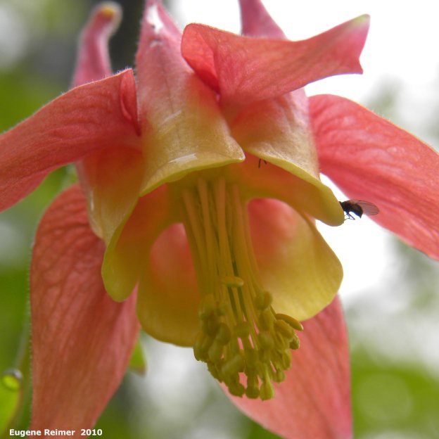 IMG 2010-Jun05 at Hadashville Ski Trails:&nbsp; Red columbine (Aquilegia canadensis) flower from below