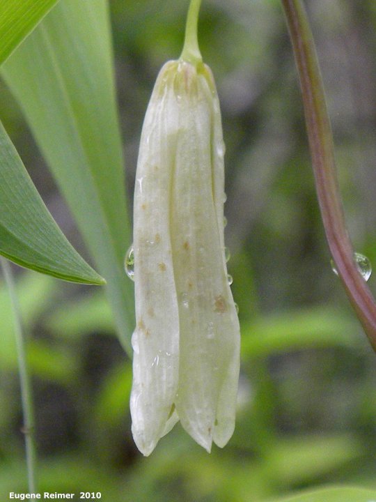 IMG 2010-Jun05 at Hadashville Ski Trails:  Sessile bellwort (Uvularia sessilifolia) flower closeup