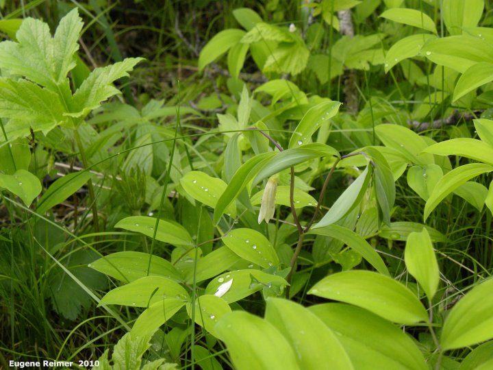 IMG 2010-Jun05 at Hadashville Ski Trails:  Sessile bellwort (Uvularia sessilifolia) plant and habitat