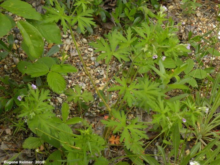 IMG 2010-Jun05 at Hadashville Ski Trails:  Bicknells geranium (Geranium bicknellii) plant