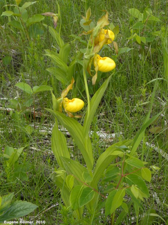 IMG 2010-Jun07 at Belair Travel Manitoba Media Tour:  Large-variety yellow ladyslipper (Cypripedium parviflorum var pubescens)
