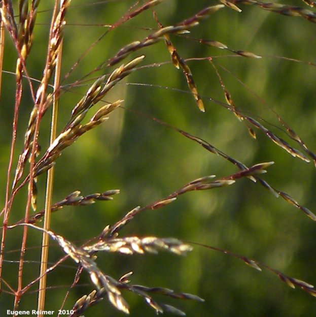 IMG 2010-Jul08 at TGPP near Gardenton:  Red-top grass (Agrostis gigantea) closer