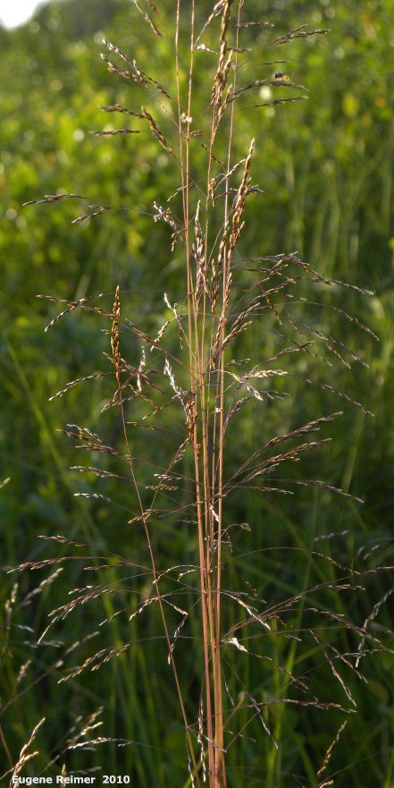 IMG 2010-Jul08 at TGPP near Gardenton:  Red-top grass (Agrostis gigantea) plant