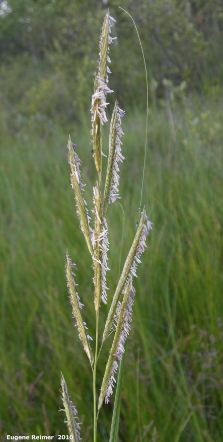 IMG 2010-Jul08 at TGPP near Gardenton:  Prairie cord-grass (Spartina pectinata) closer