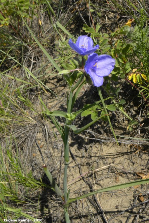 IMG 2010-Jul12 at Lauder Sandhills:  Western spiderwort (Tradescantia occidentalis) blue-flowered form plant