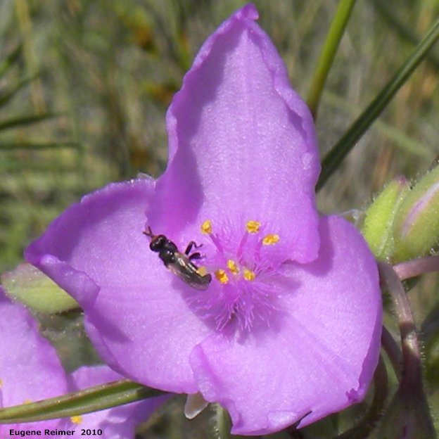 IMG 2010-Jul12 at Lauder Sandhills:  Western spiderwort (Tradescantia occidentalis) pink-flowered form flower with Syrphid-fly (Syrphidae sp)