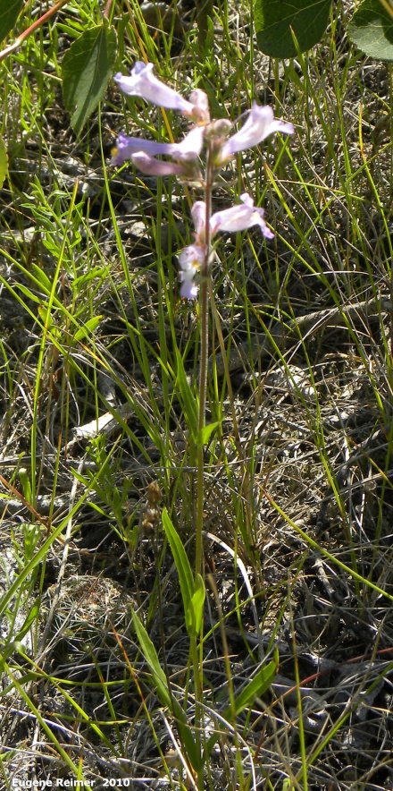 IMG 2010-Jul12 at Lauder Sandhills:  Lilac-flowered beardtongue (Penstemon gracilis) plant