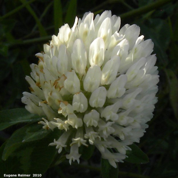 IMG 2010-Jul18 at Winnipeg:  White clover (Trifolium repens) flowers