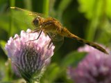 Dragonfly: on red clover