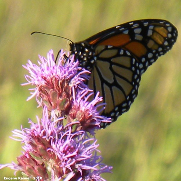 IMG 2010-Jul18 at Winnipeg:  Monarch butterfly (Danaus plexippus) on Meadow blazing-star (Liatris ligulistylis)