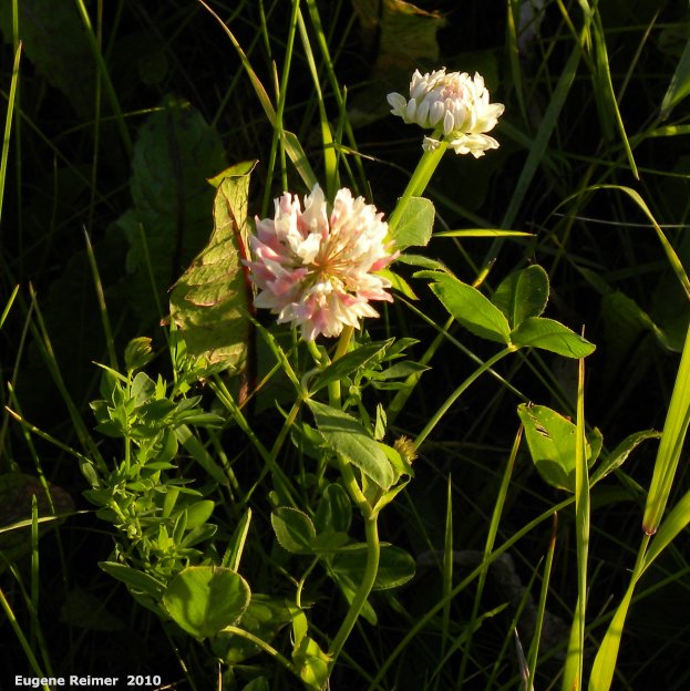 IMG 2010-Jul18 at Winnipeg:  Alsike clover (Trifolium hybridum)