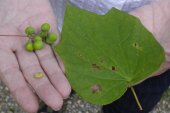 Canadian moonseed=Menispermum canadense: berries seed and leaf