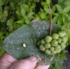 Carrion-flower=Smilax herbacea: leaf with seed and berries