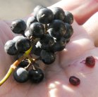 Wild grape=Vitis riparia: fruit and seeds