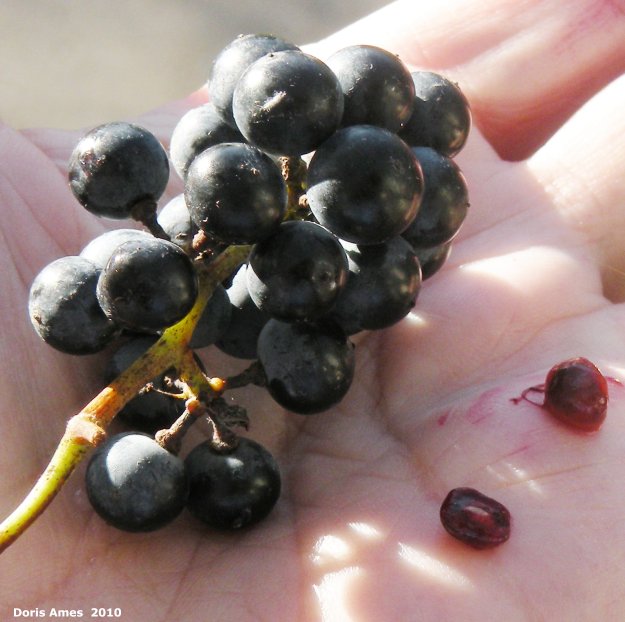 IMG 2010-Aug06 at St-Vital Park:  Wild grape (Vitis riparia) fruit and seeds