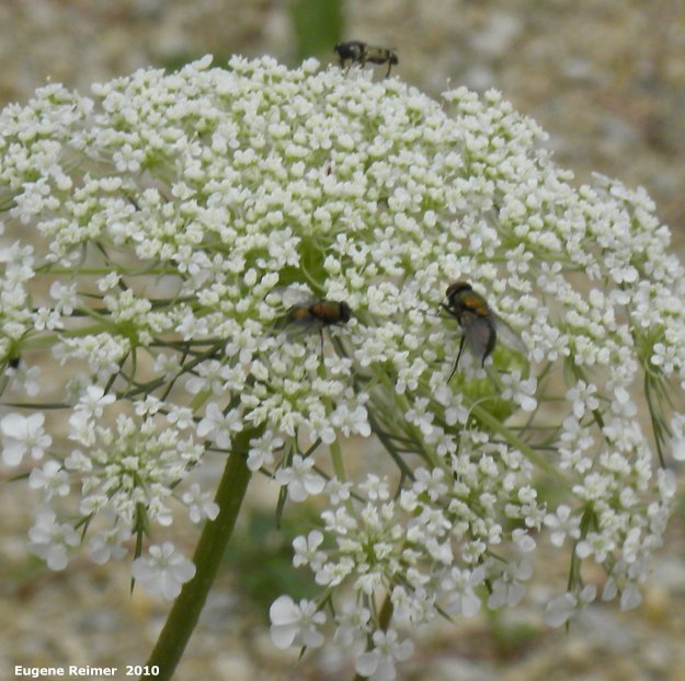 IMG 2010-Aug30 at Winnipeg:  Queen-Annes-lace (Daucus carota) with Blow fly (Calliphoridae sp)?