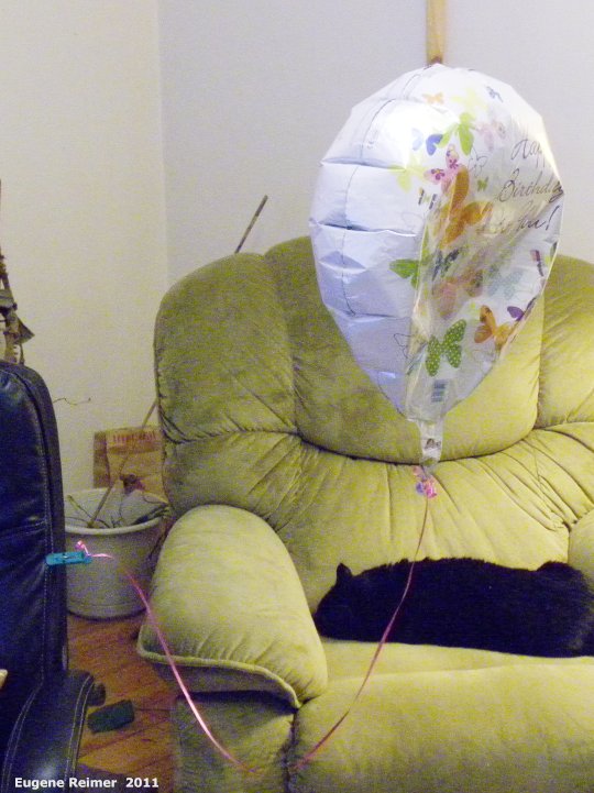 IMG 2011-Mar13 at my living-room:  balloon helium-filled Happy-Birthday flying at half-mast closer