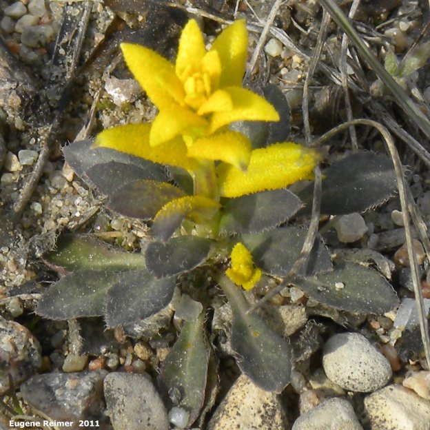 IMG 2011-Apr21 at Hadashville:&nbsp; Rock cress (Arabis sp) discoloured leaves plant