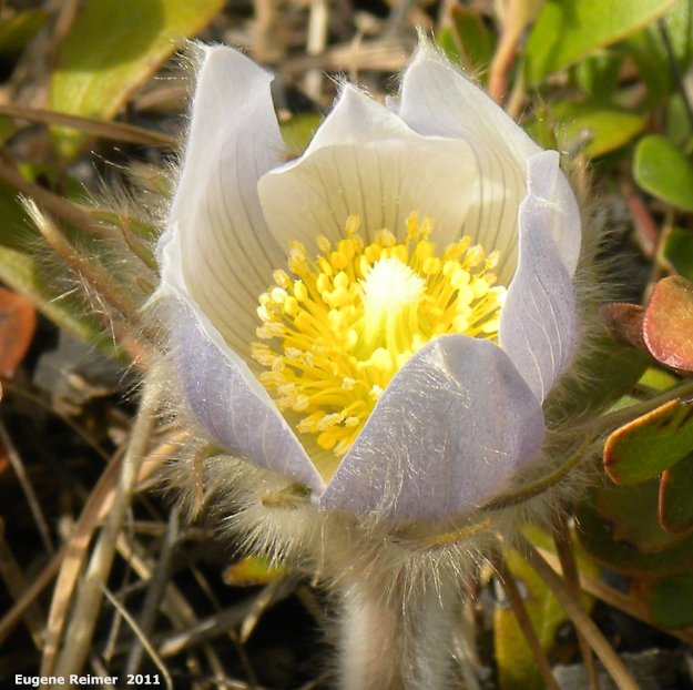 IMG 2011-Apr21 at Hadashville:  Prairie crocus (Anemone patens) flower