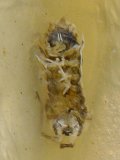 unidentified Insect (Insecta sp): on sticky trap