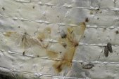 Cankerworm moth (Paleacrita vernata): male+female on sticky trap